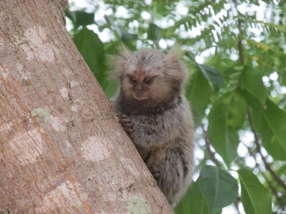 macaco pequeno no tronco de uma arvore