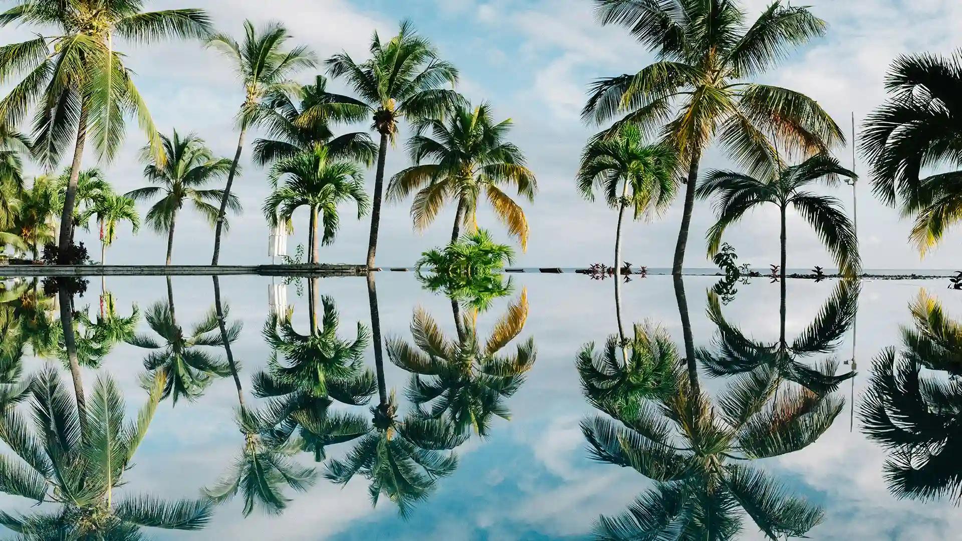 palmeras reflejadas en el agua de una piscina en mauricio