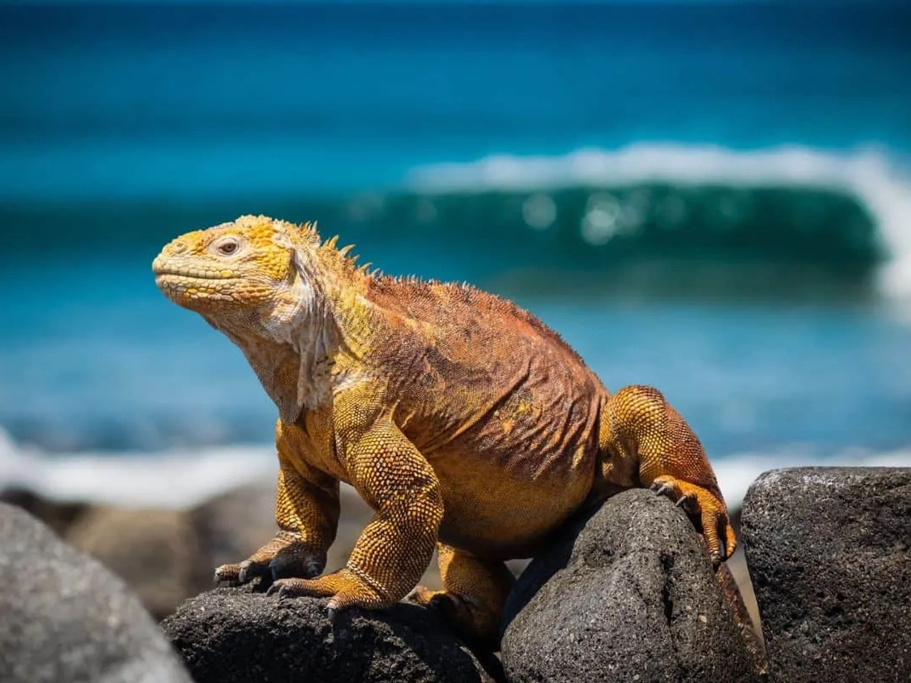 lugares turísticos de las islas Galápagos