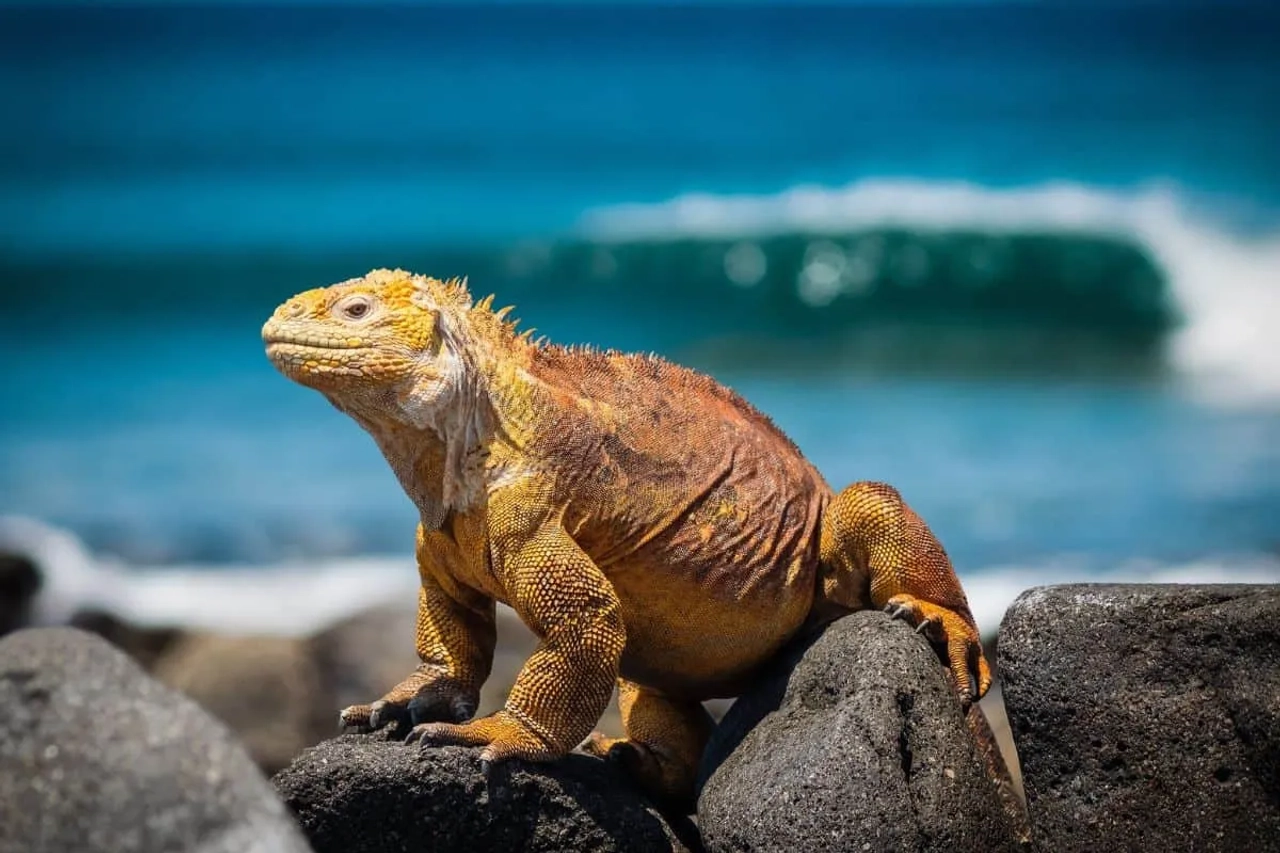 lugares turísticos de las islas Galápagos