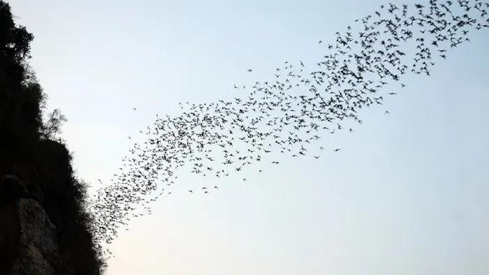 murciélagos en Battambang 