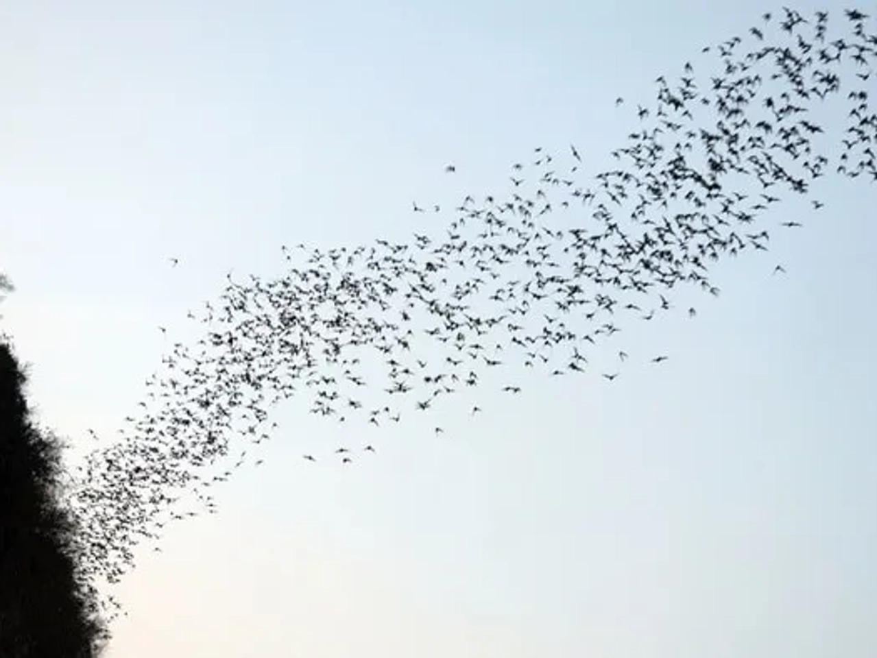 murciélagos en Battambang