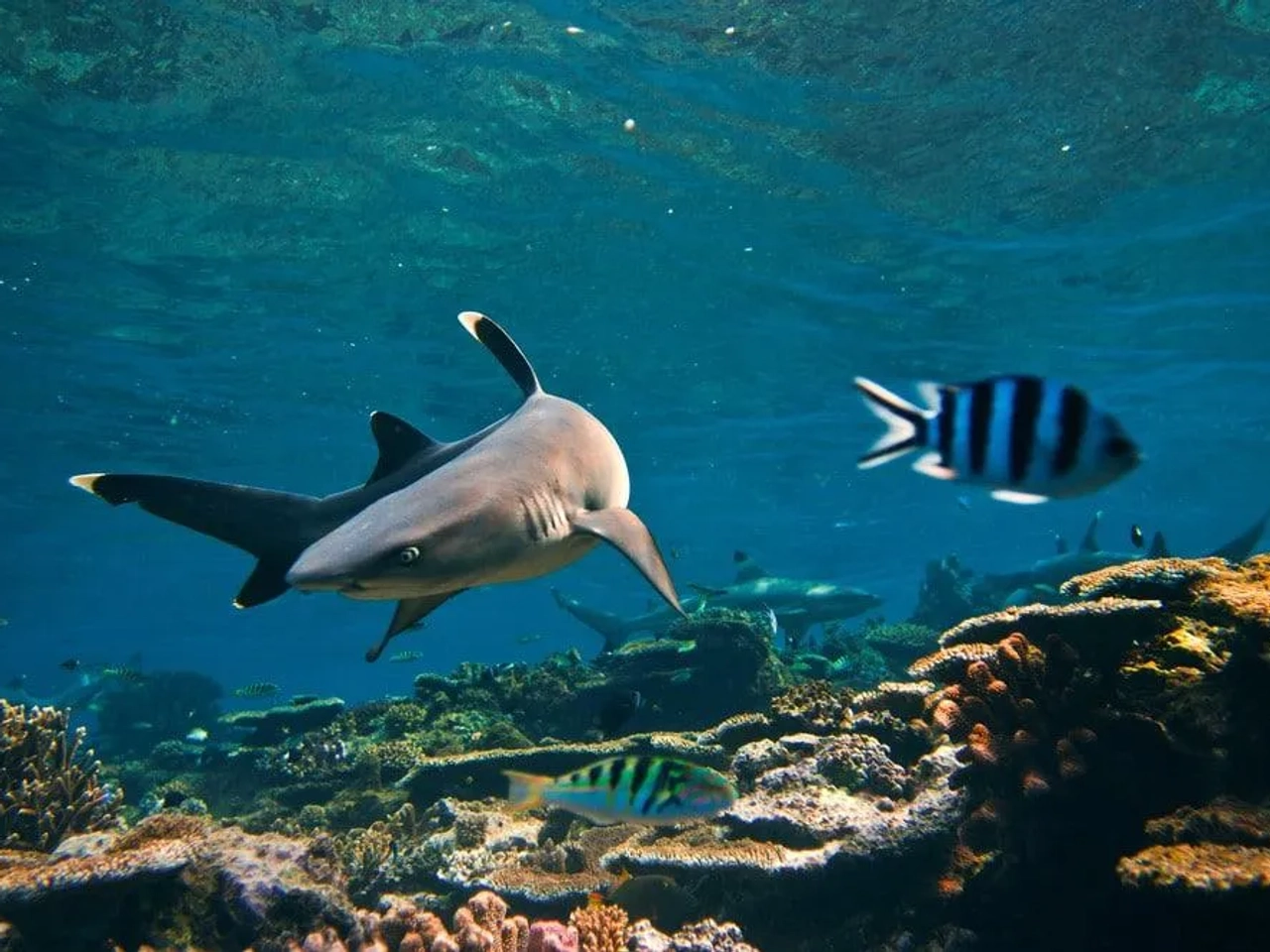 esnorquel en Koh Tao