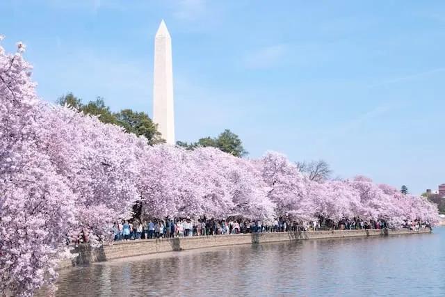 Cherry Blossom Festival in Washington, D.C