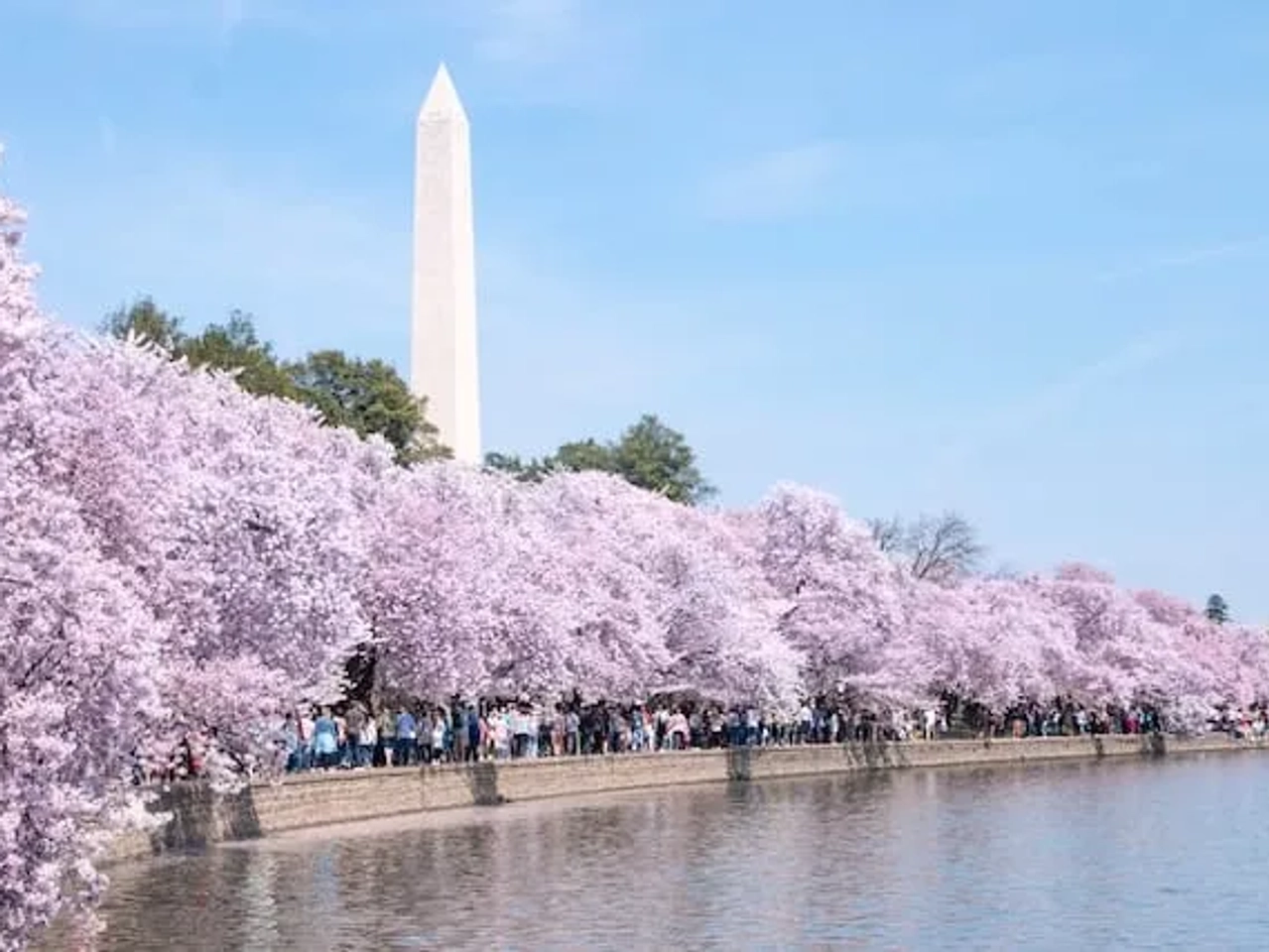 Cherry Blossom Festival in Washington, D.C