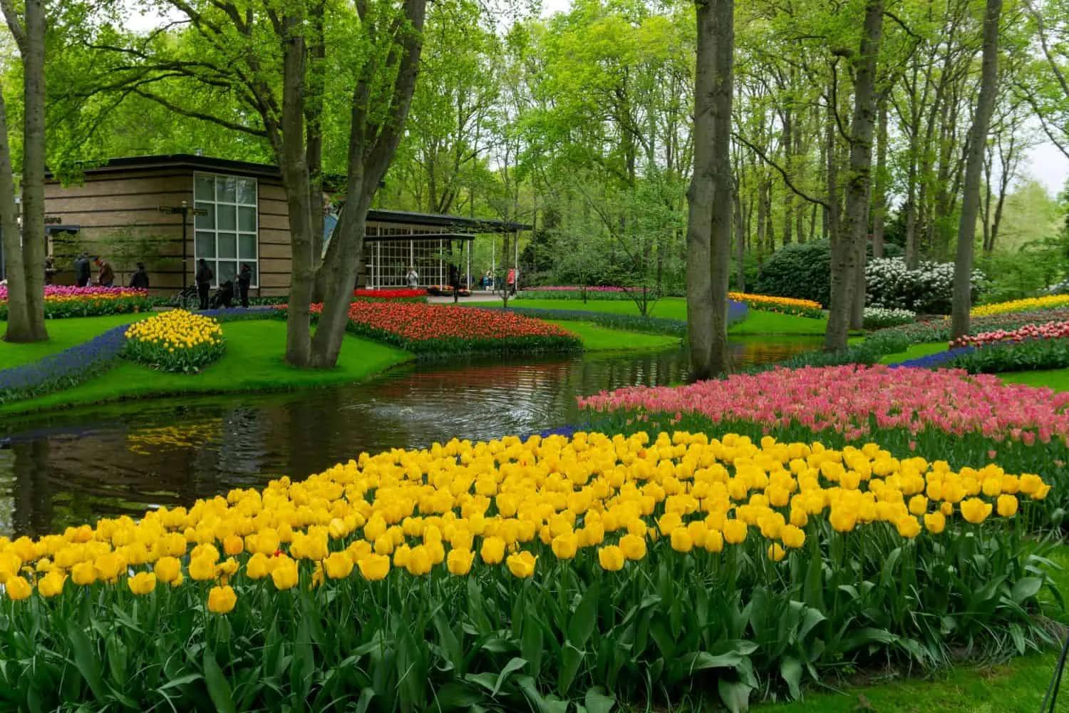 jardim com tulipas em amesterdao