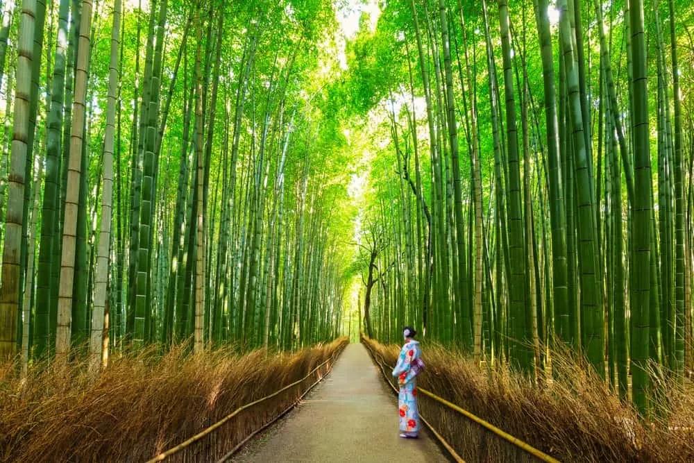 ver en Kioto el bosque de bambú Arashiyama