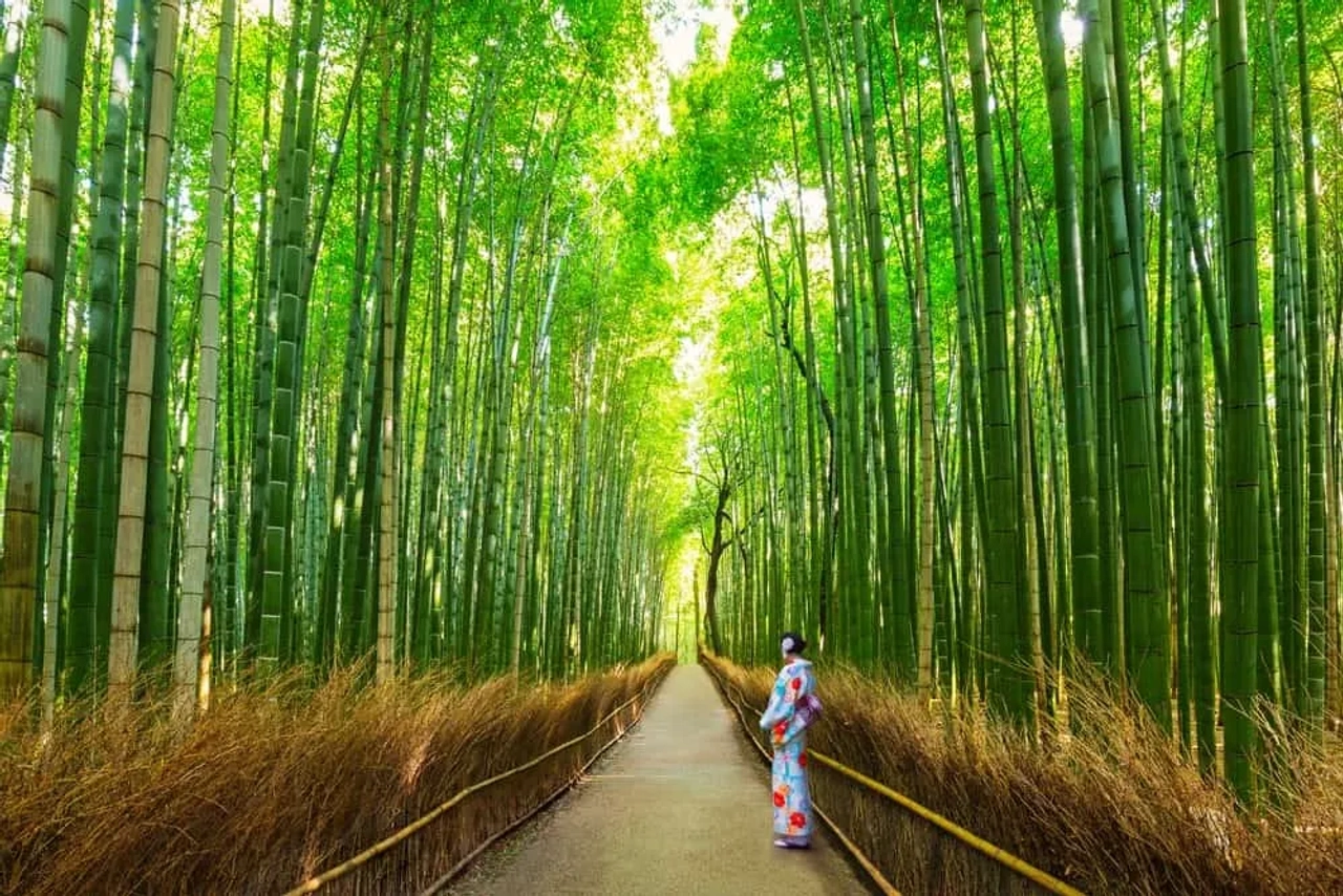 ver en Kioto el bosque de bambú Arashiyama