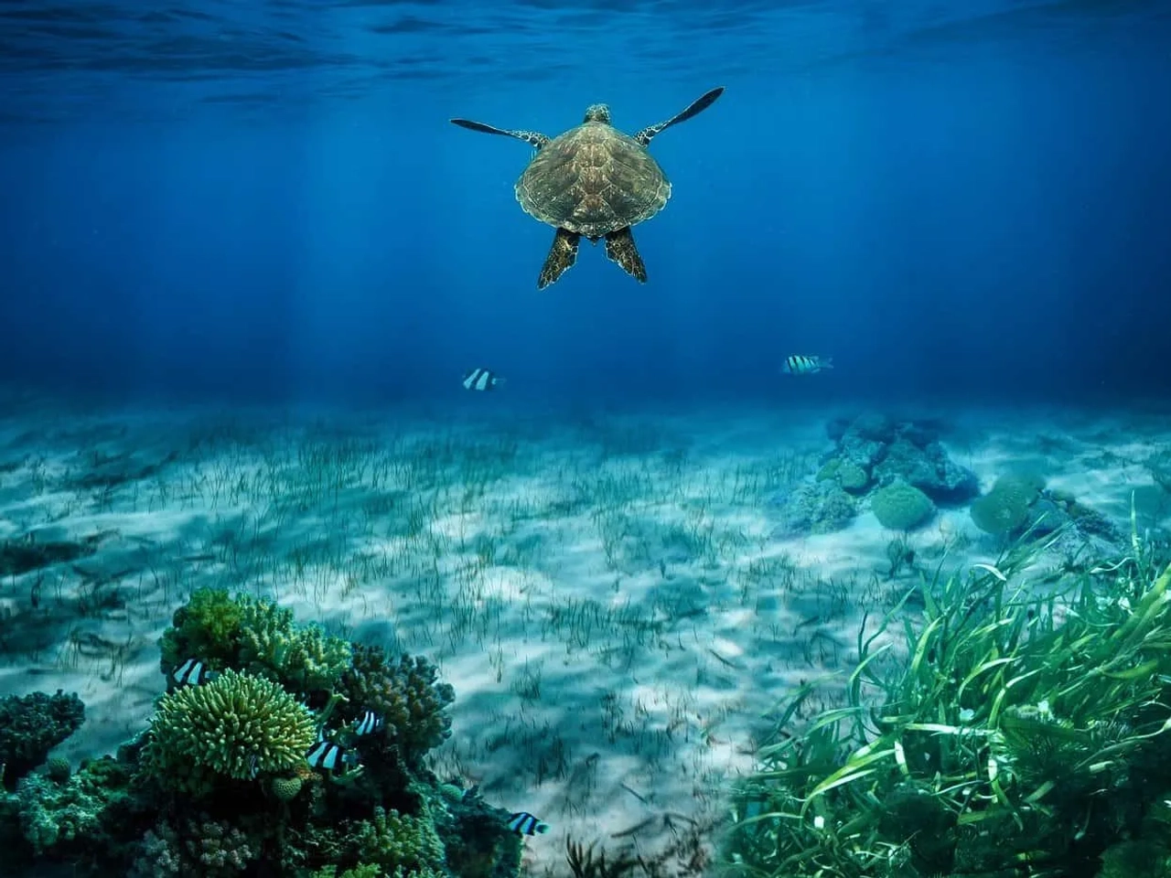 esnórquel en Curaçao