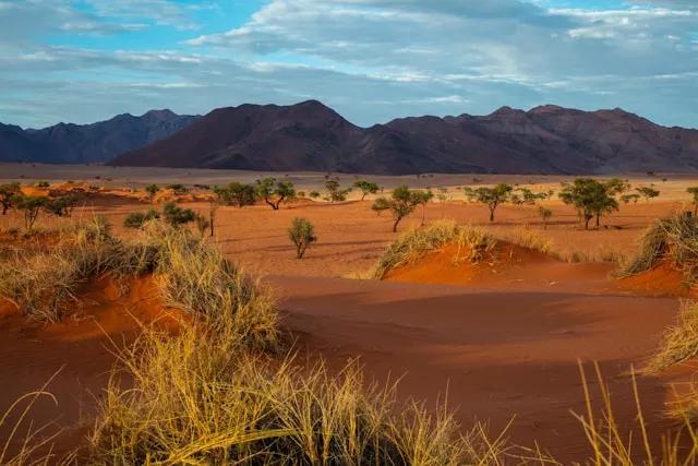 arvores no meio da areia na namibia