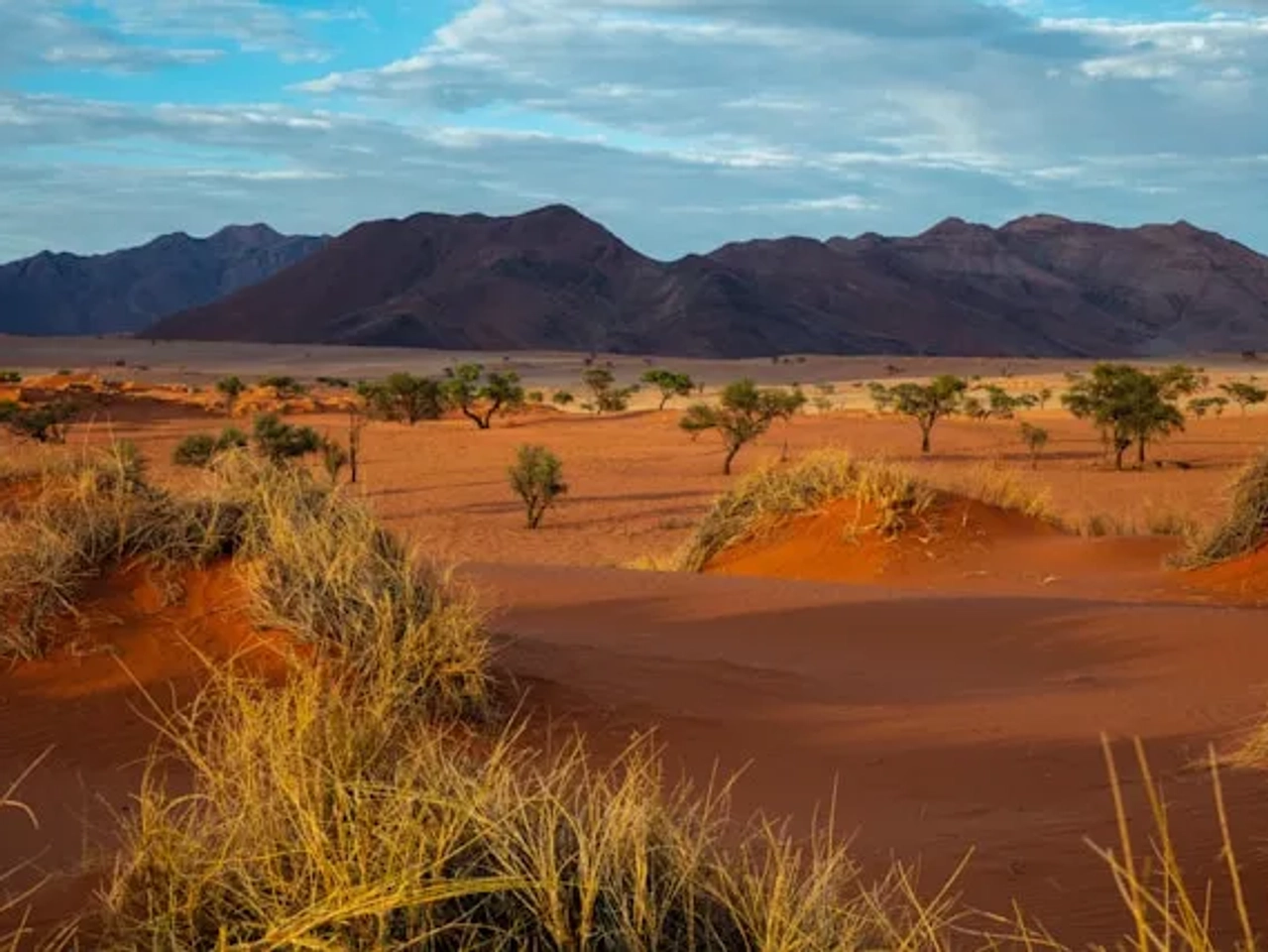 arvores no meio da areia na namibia