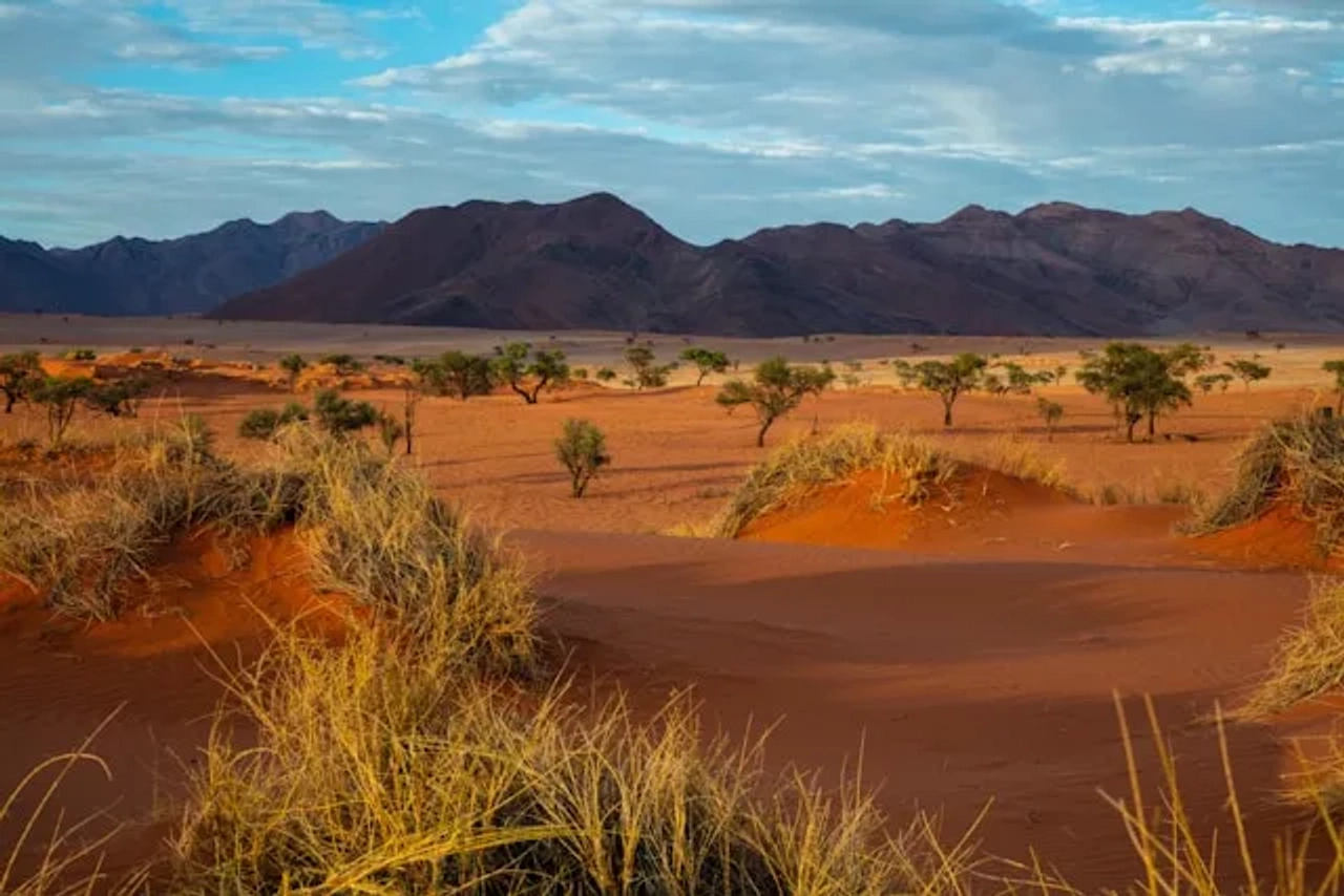 arvores no meio da areia na namibia