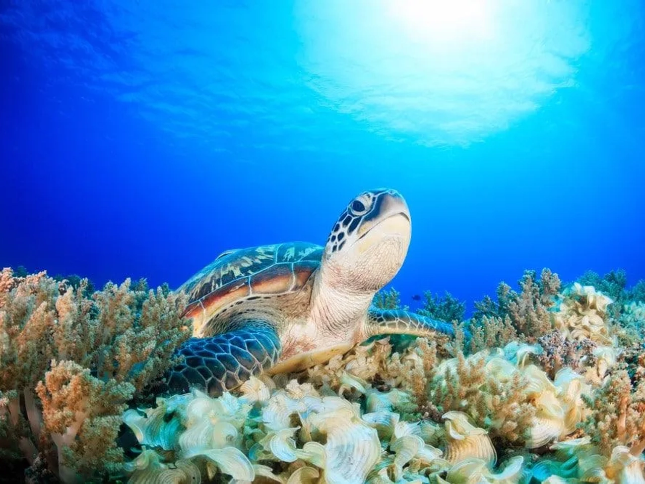 ver tortugas en Indonesia