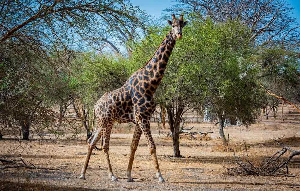 seguridad en los safaris de Senegal