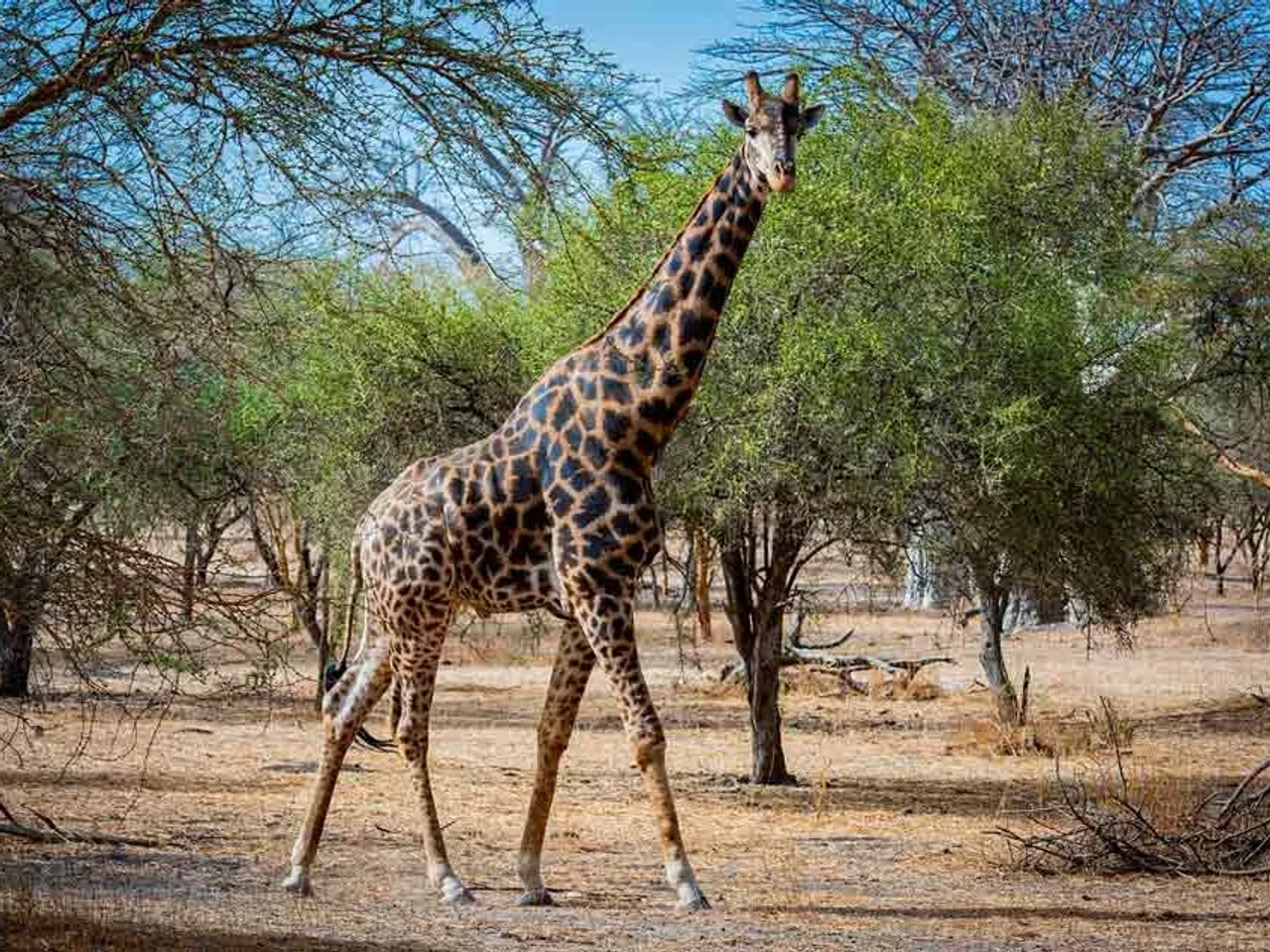 seguridad en los safaris de Senegal