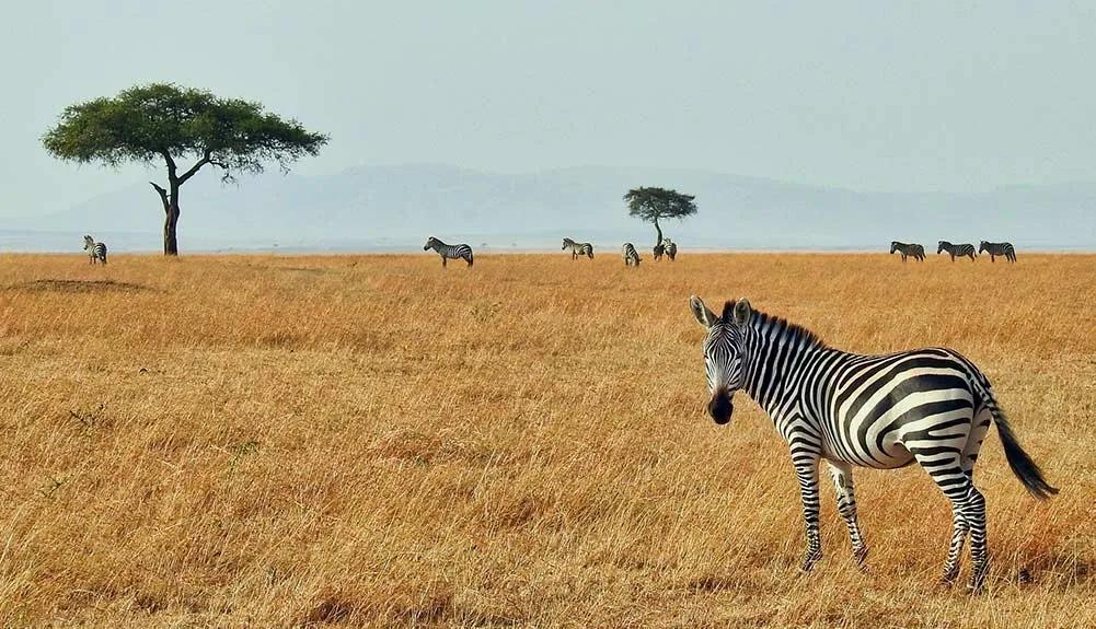 A dónde se puede viajar sin restricciones por coronavirus