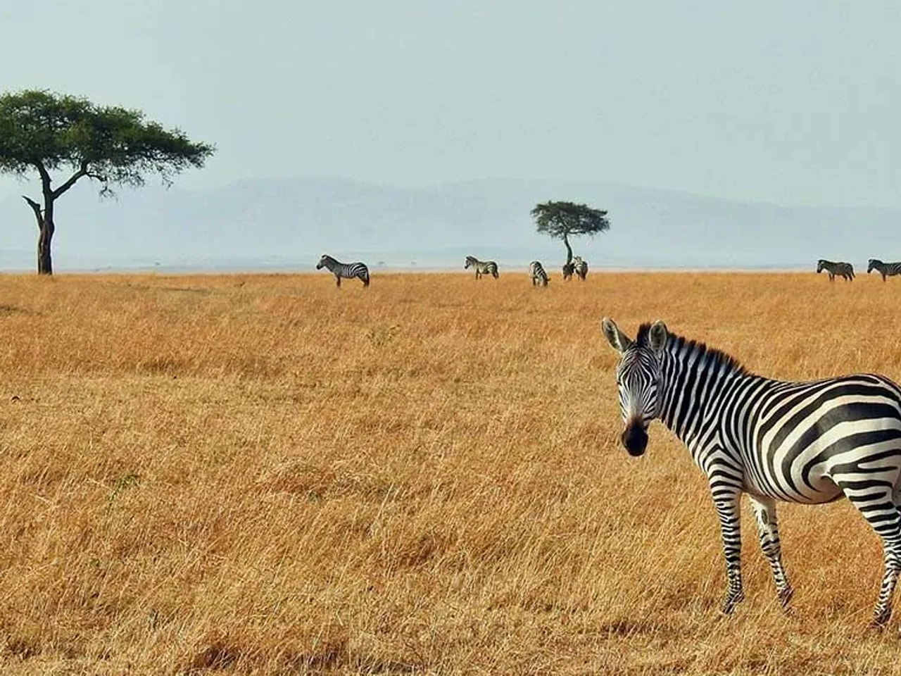 A dónde se puede viajar sin restricciones por coronavirus