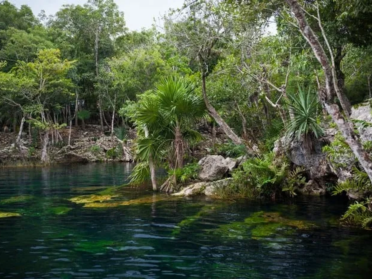 mejores cenotes de Riviera Maya