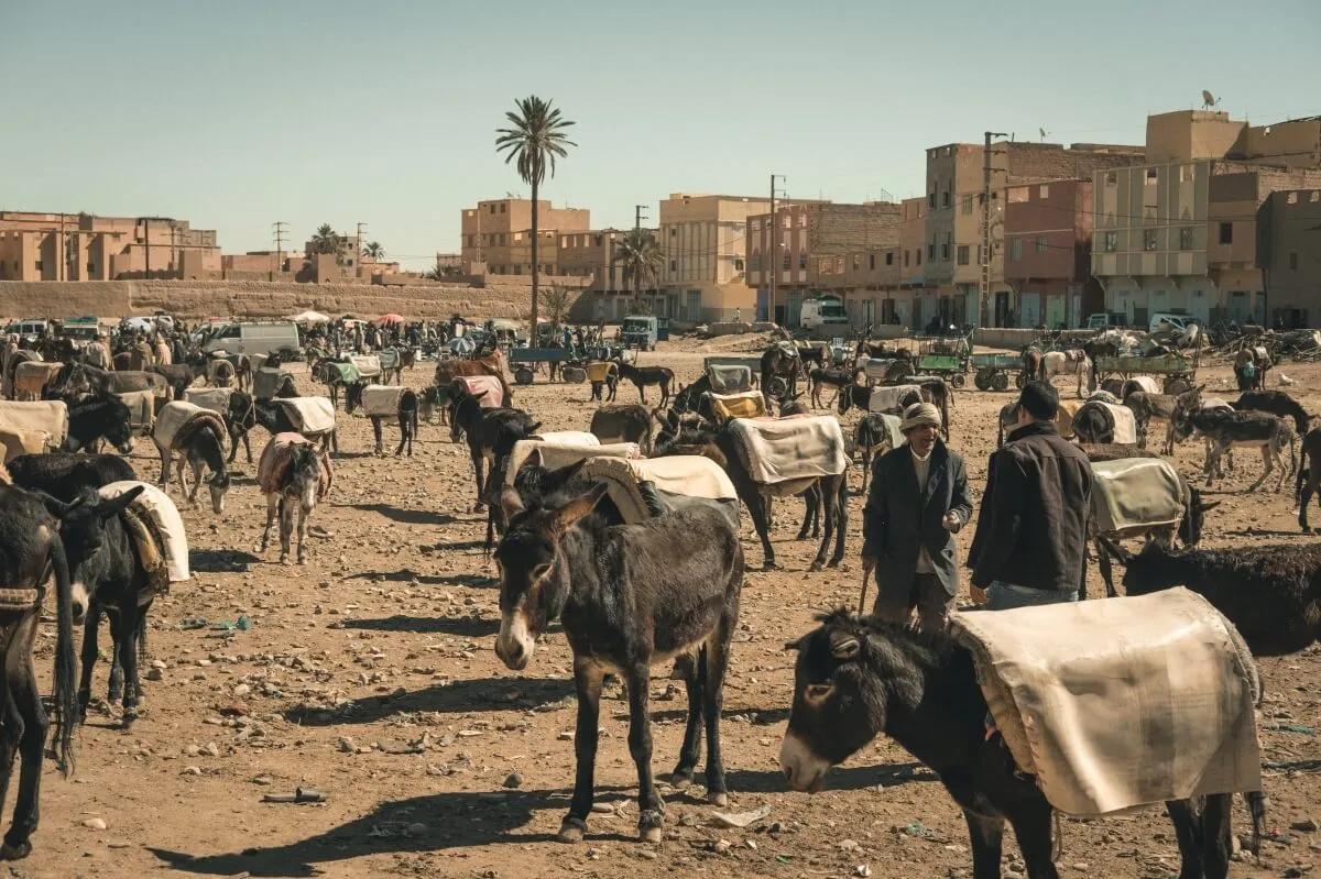 estacionamento para burros no mercado de rissani