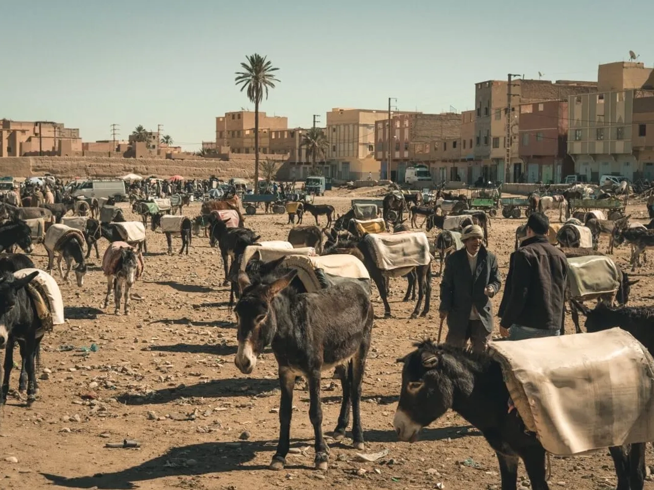 estacionamento para burros no mercado de rissani