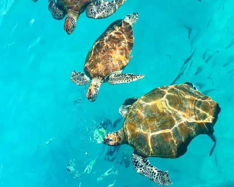 tartarugas a nada em água na malásia