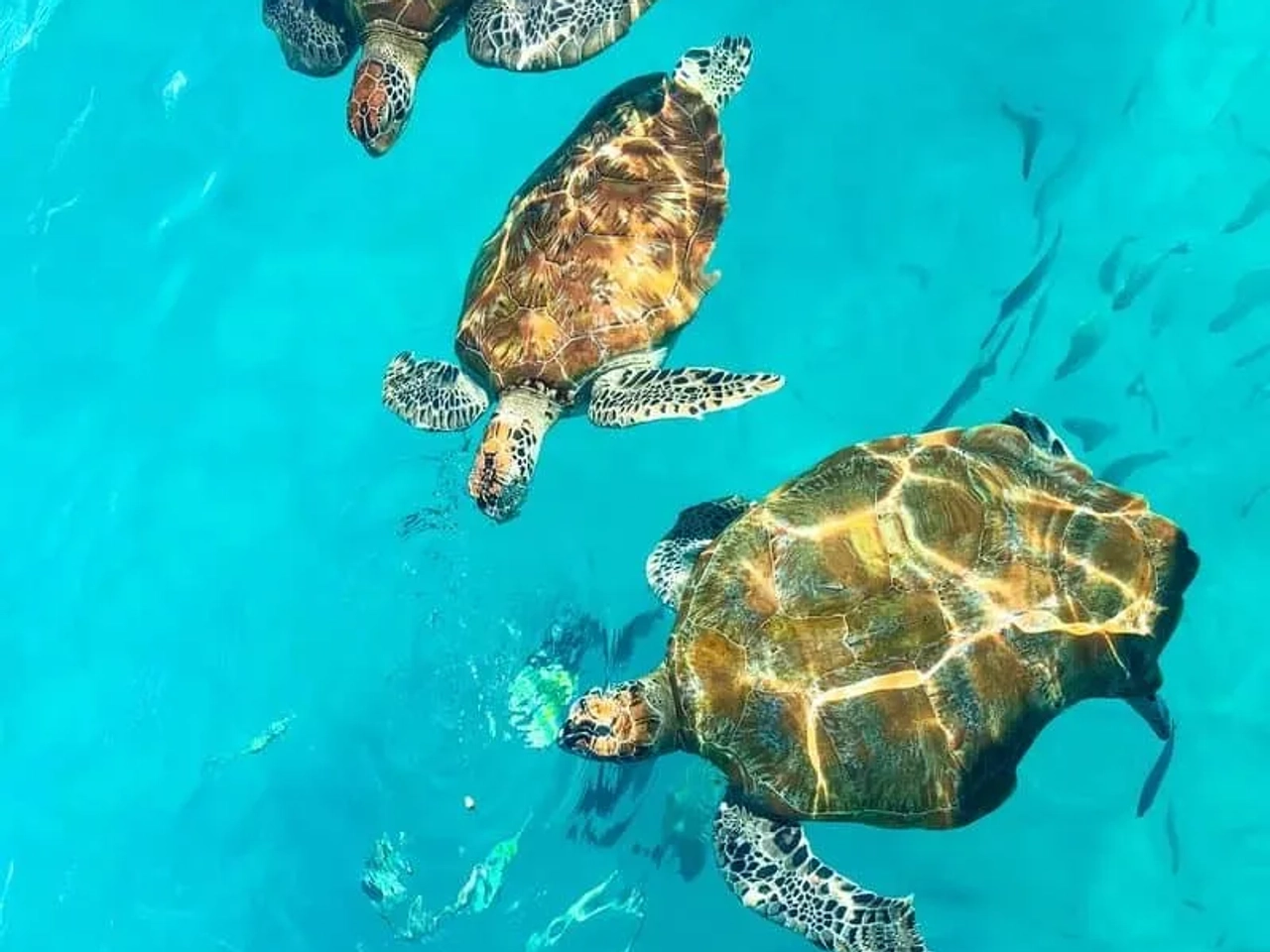 tartarugas a nada em água na malásia