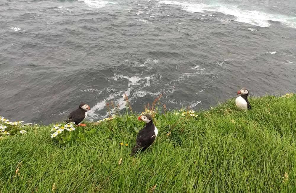 frailecillos de islandia