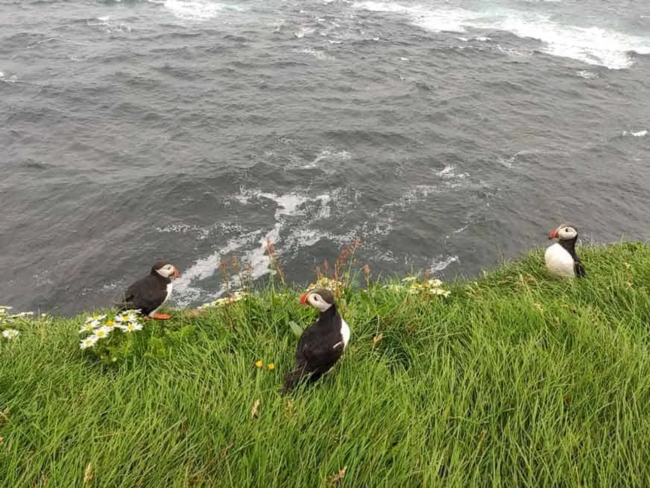 frailecillos de islandia