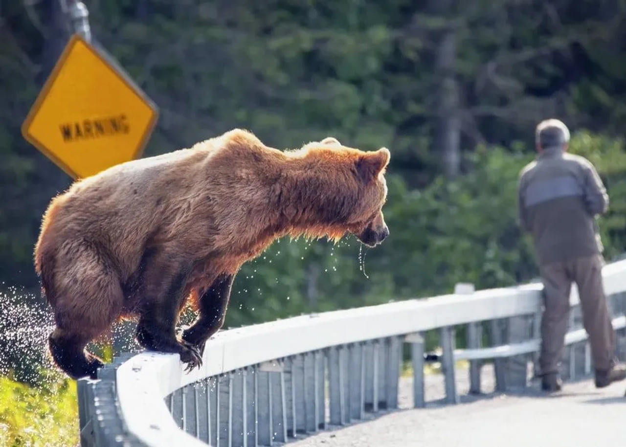 osos en Alaska