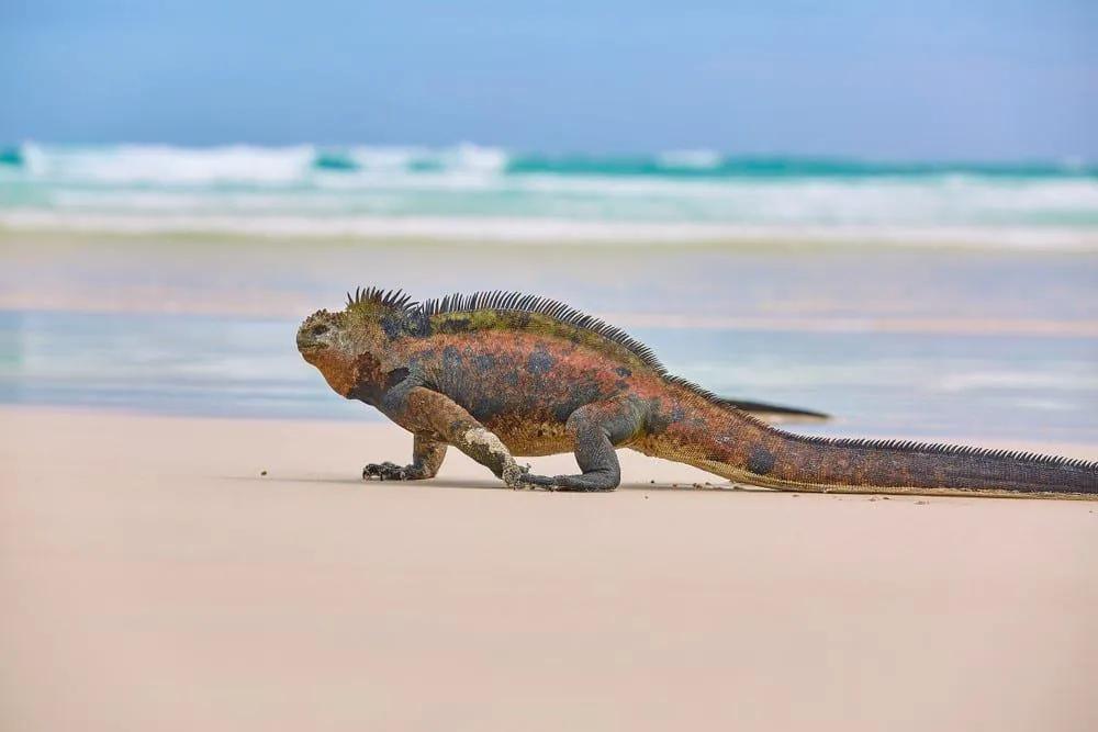 Iguana marina caminando sobre la arena de una playa en las Islas Galápagos.