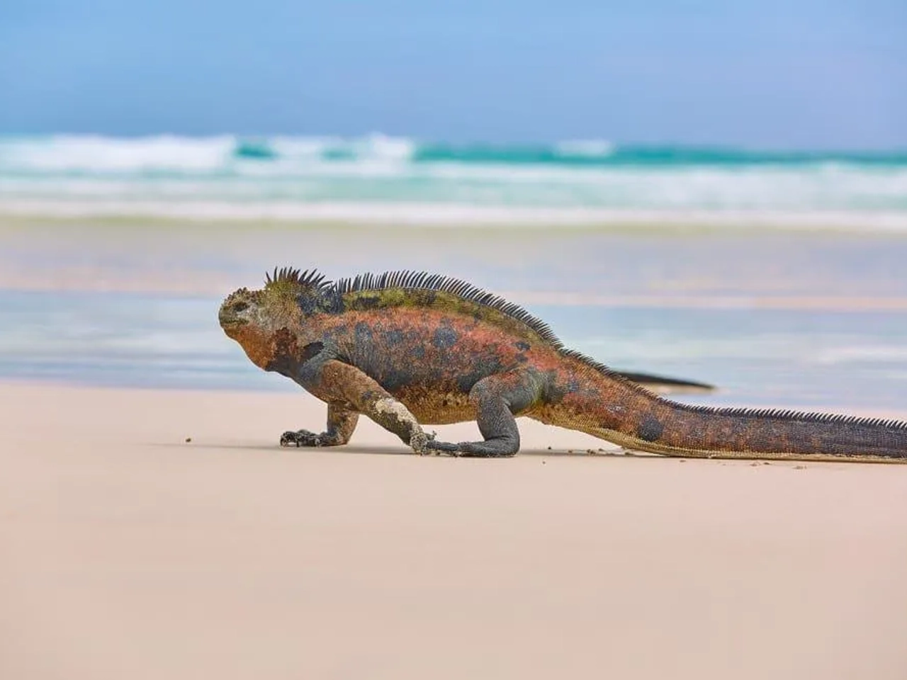 Iguana marina caminando sobre la arena de una playa en las Islas Galápagos.