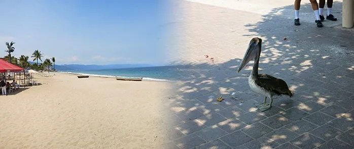 puerto vallarta iati seguros