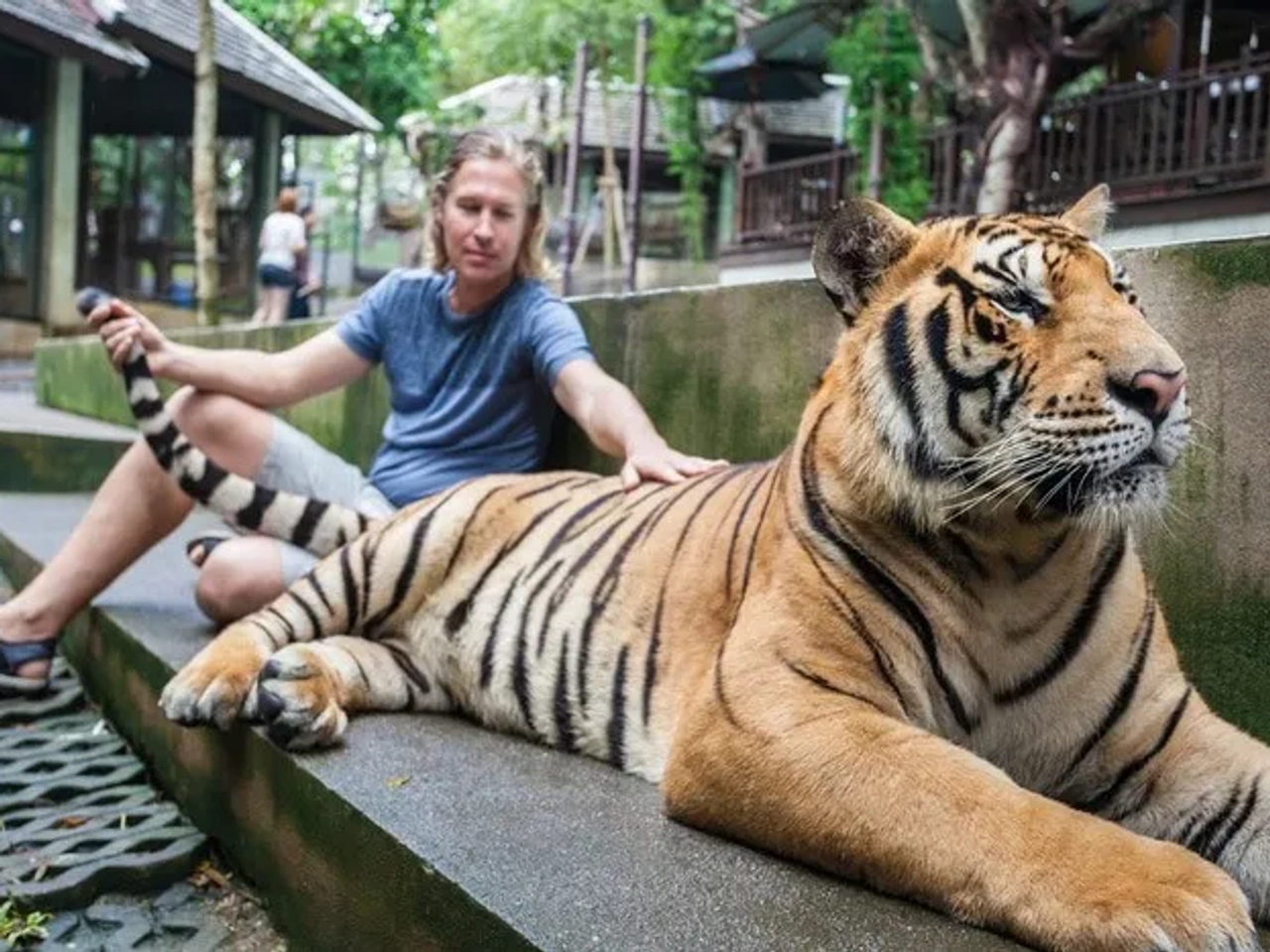Tiger Temple Tailandia