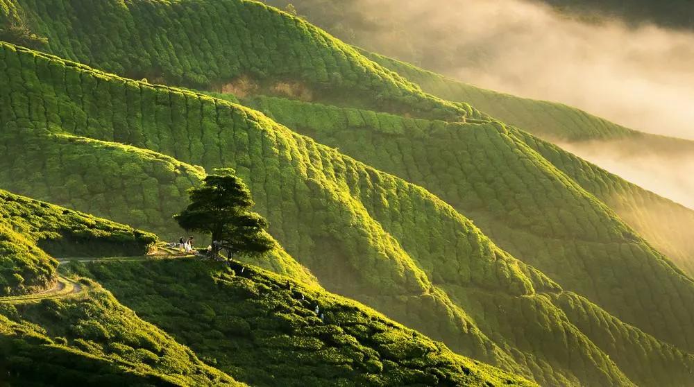 Cameron Highlands , imprescindible que ver en Malasia