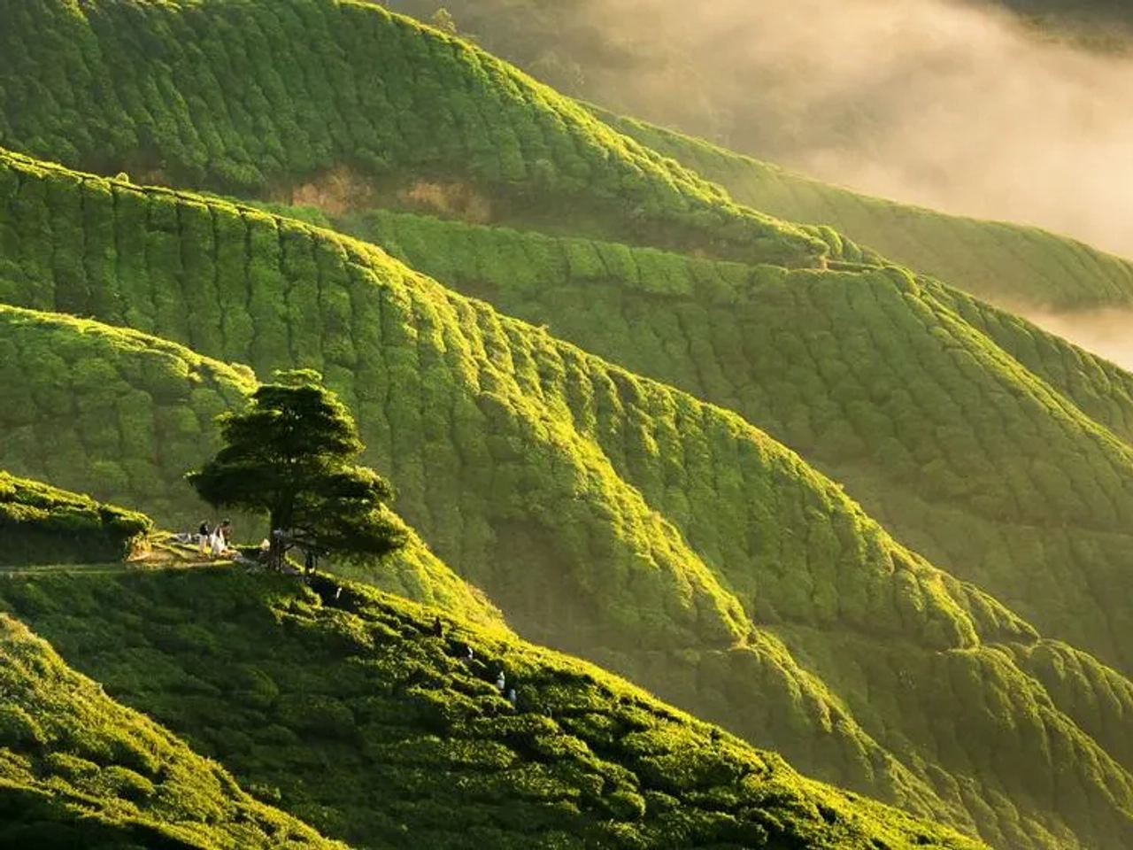 Cameron Highlands , imprescindible que ver en Malasia