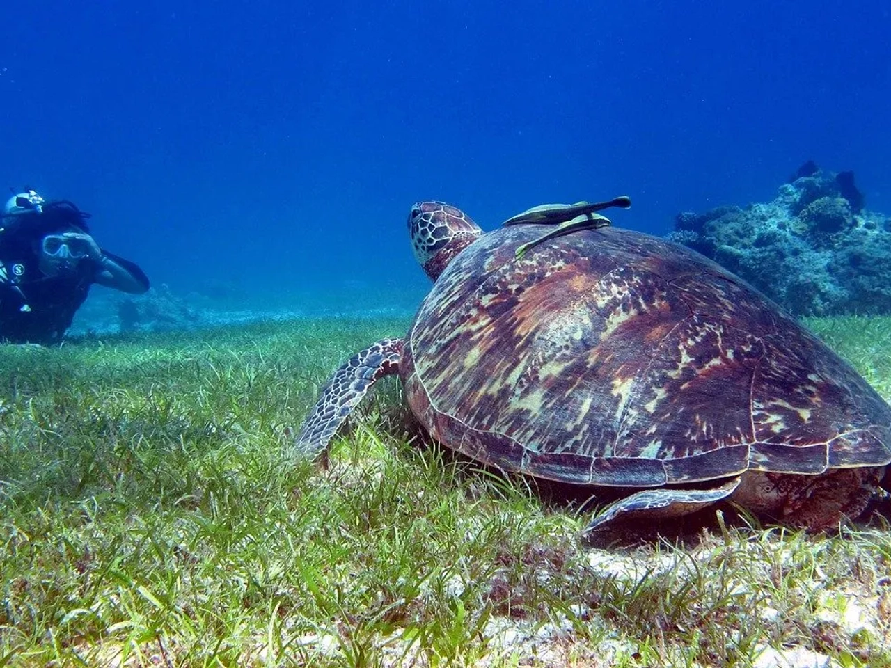 tartaruga num mergulho em bohol