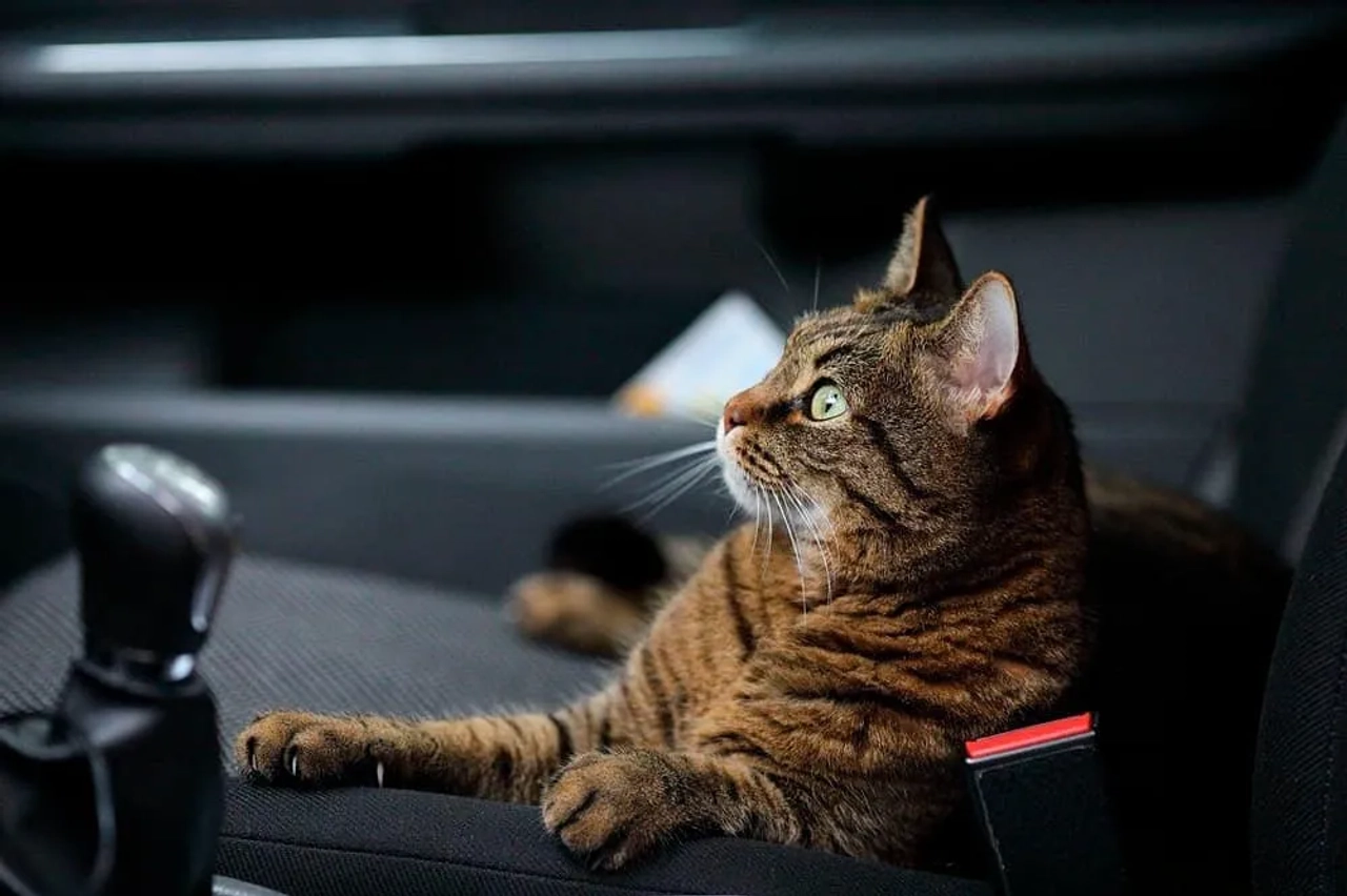 seguro de viagem para gatos