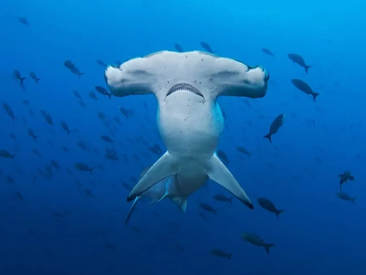buceo con tiburón martillo