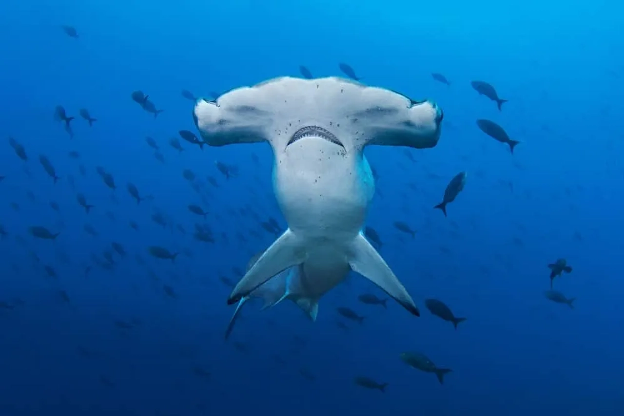 buceo con tiburón martillo