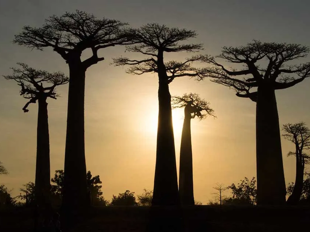 qué seguro para Madagascar