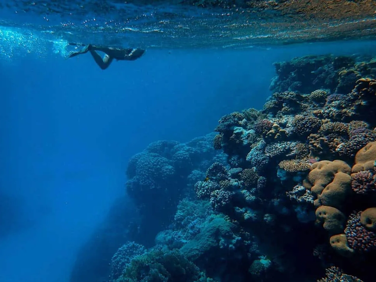 snorkel en el Mar Rojo
