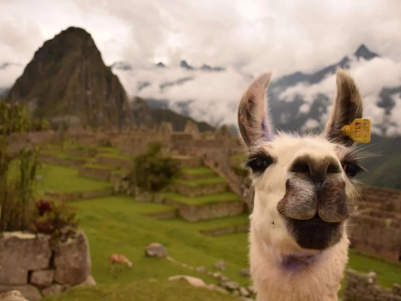 Lhama em Machu Picchu, no Perú