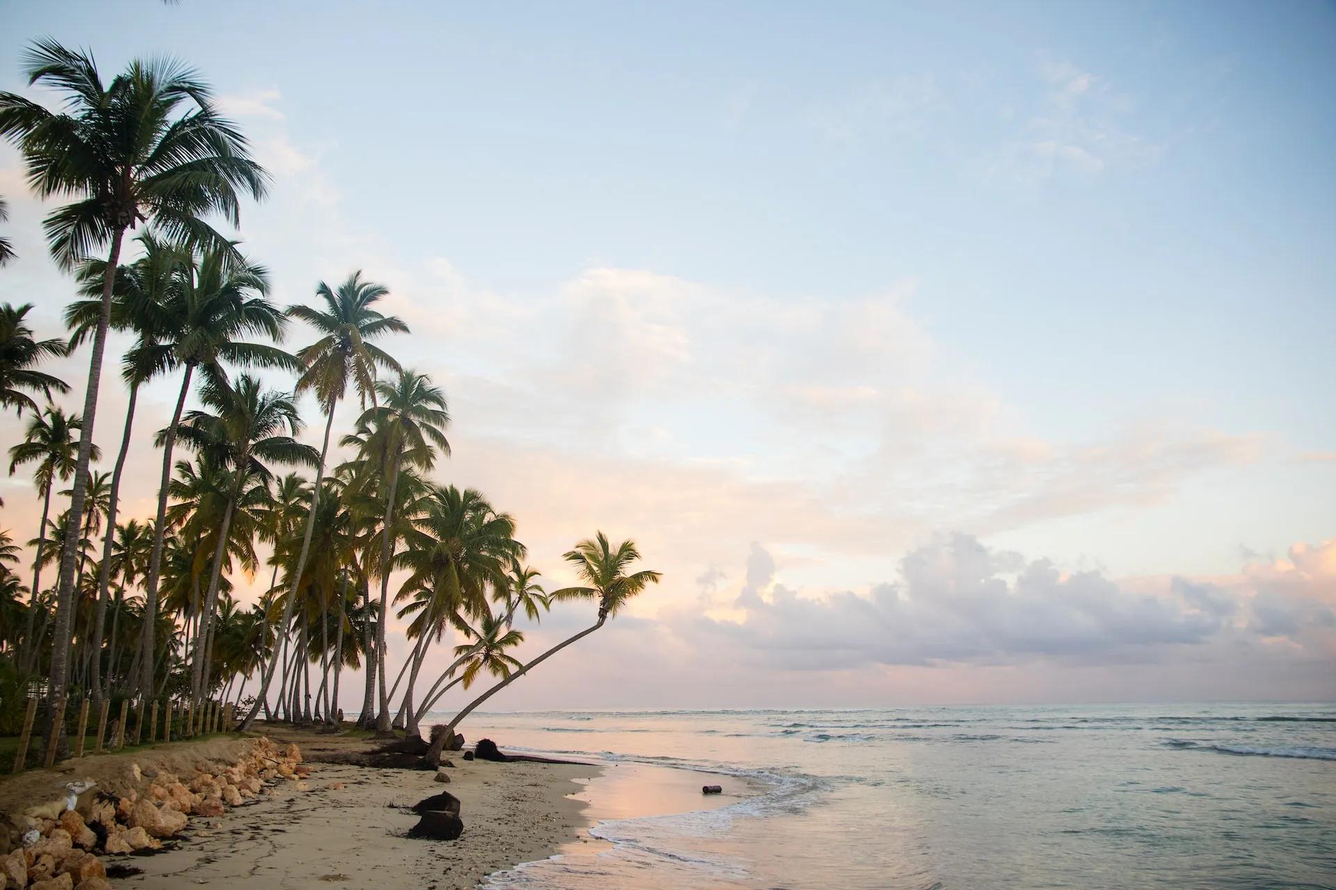 Tropical beach with palm trees and gentle waves under a pastel sky.