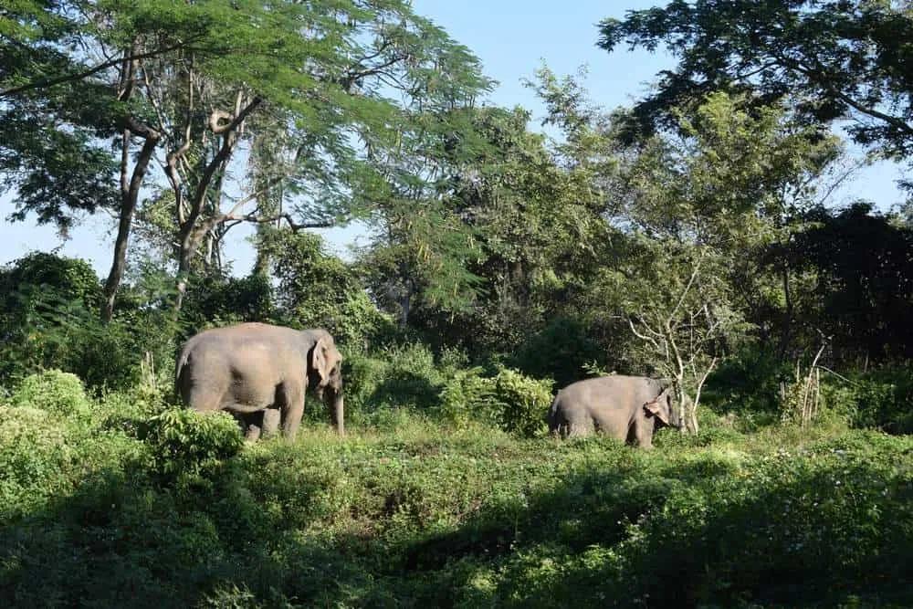 dois elefantes no campo na Tailândia