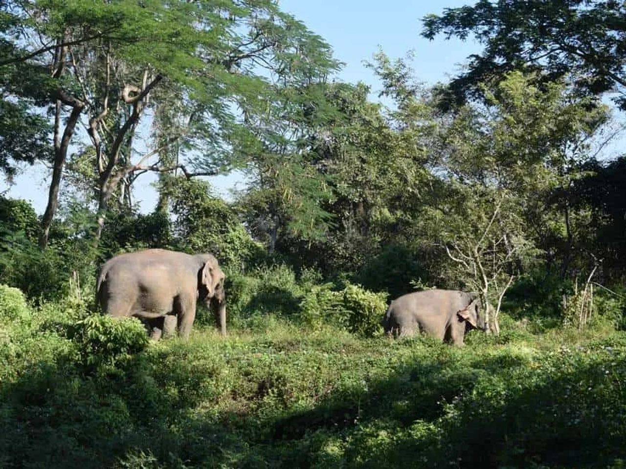 dois elefantes no campo na Tailândia