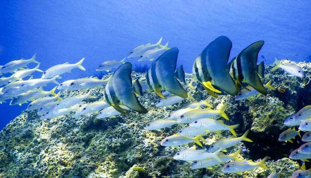 7. Snorkel y buceo en Phuket