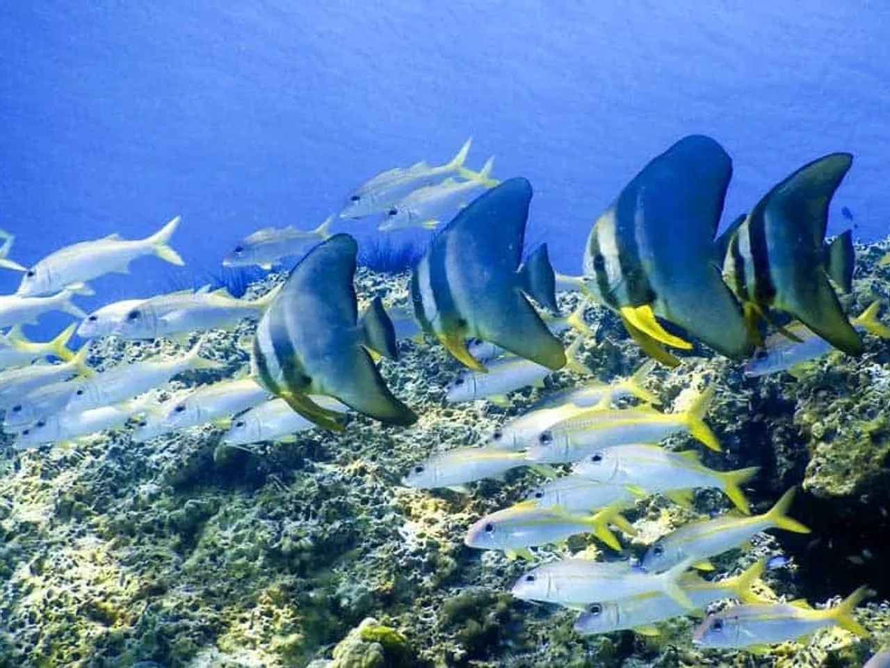 7. Snorkel y buceo en Phuket