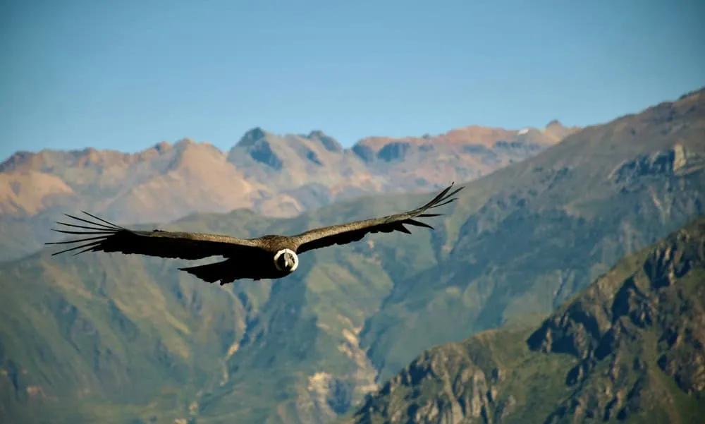 Guía para visitar el Cañón del Colca por libre