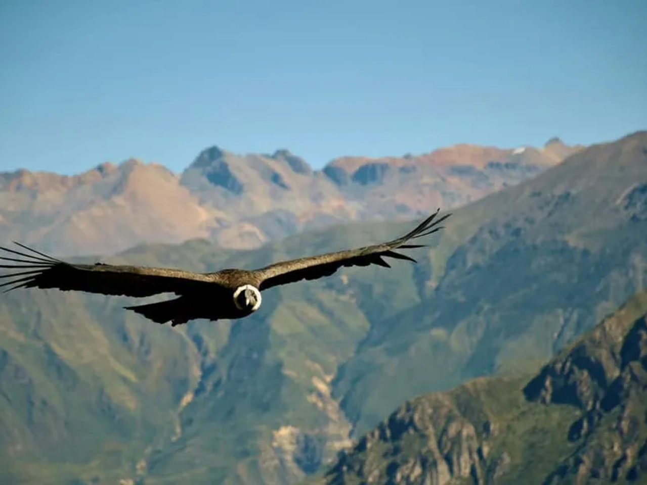 Cuál es la mejor época para visitar el Cañón del Colca