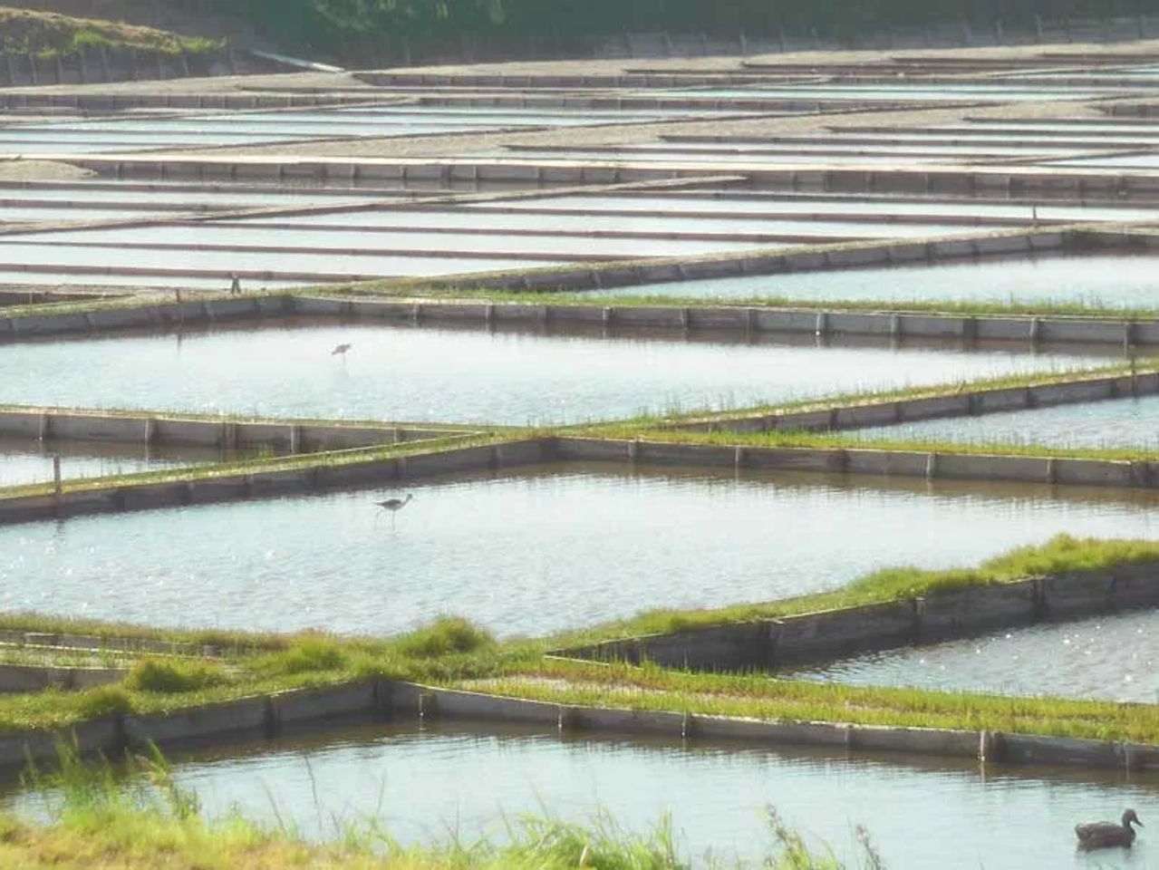 producción de sal en Portugal